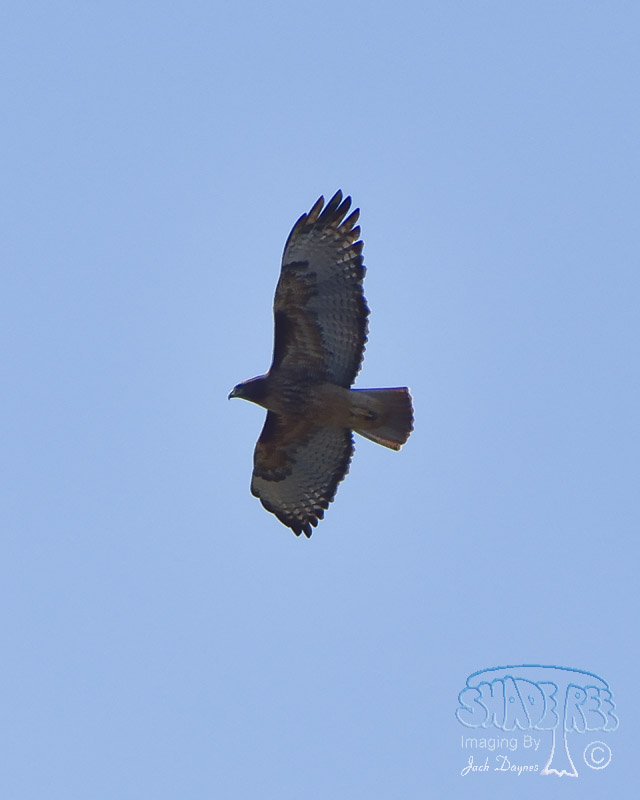 Red-Tailed Hawk - Buteo jamaicensis