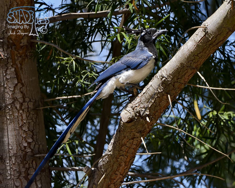 Black-Throated Magpie-Jay - Calocitta colliei