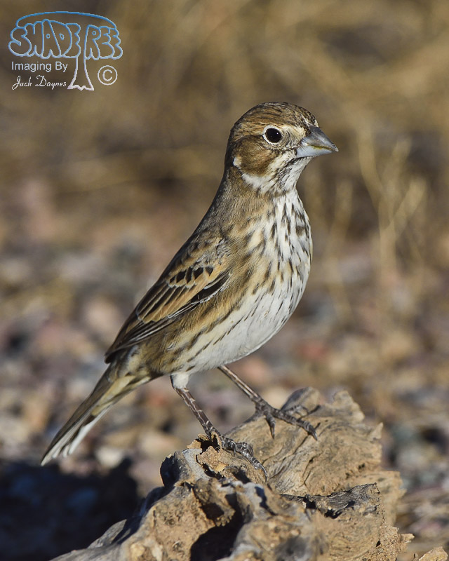 Lark Bunting - Calamospiza melanocorys