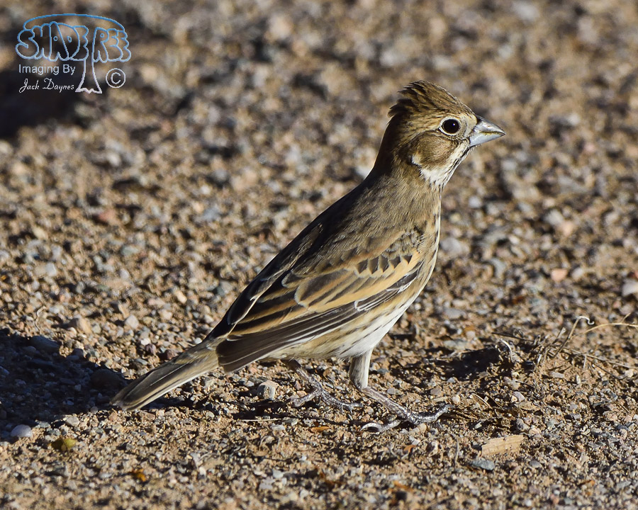 Lark Bunting - Calamospiza melanocorys