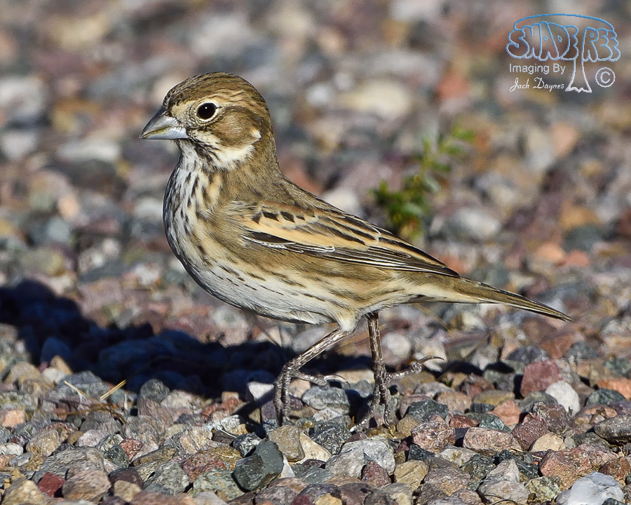 Lark Bunting - Calamospiza melanocorys