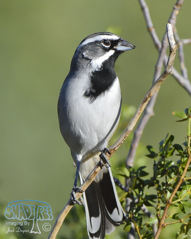 Black-Throated Sparrow - Amphispiza bilineata