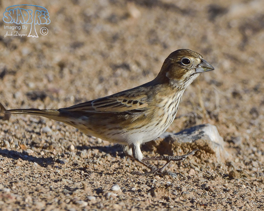 Lark Bunting - Calamospiza melanocorys
