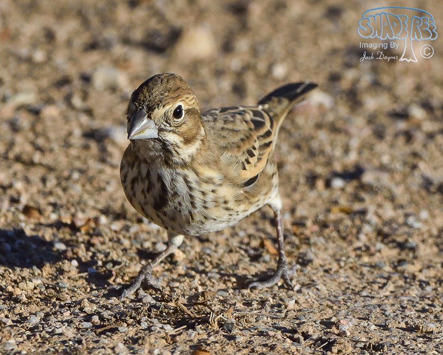 Lark Bunting - Calamospiza melanocorys