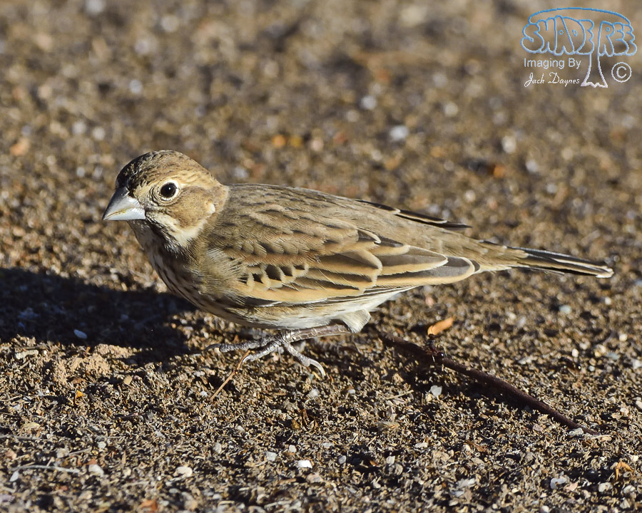 Lark Bunting - Calamospiza melanocorys