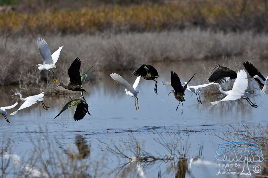 White-Faced Ibis - Plegadis chihi
