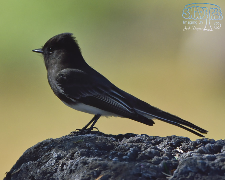 Black Phoebe - Sayornis nigricans