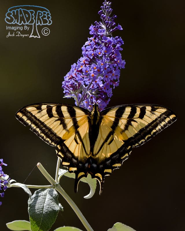 Western Tiger Swallowtail - Papilio rutulus