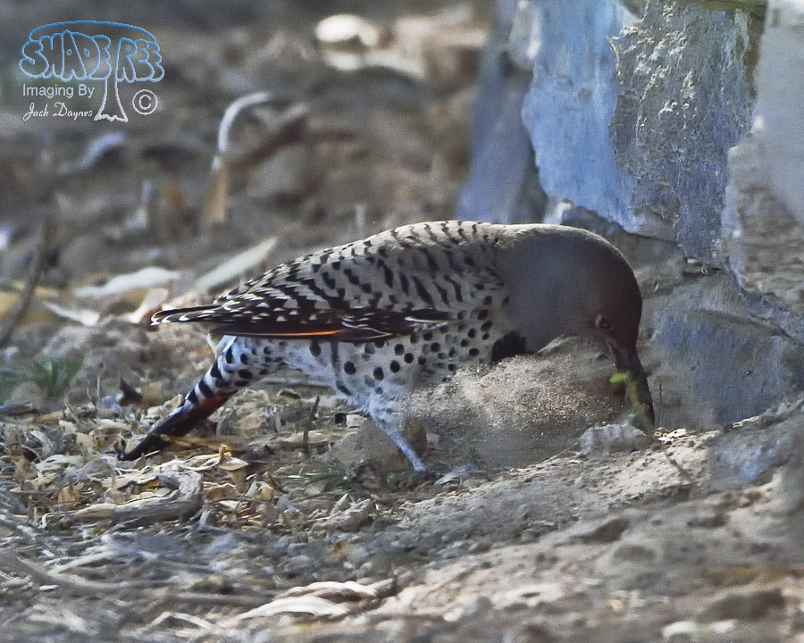 Northern Flicker - Colaptes auratus