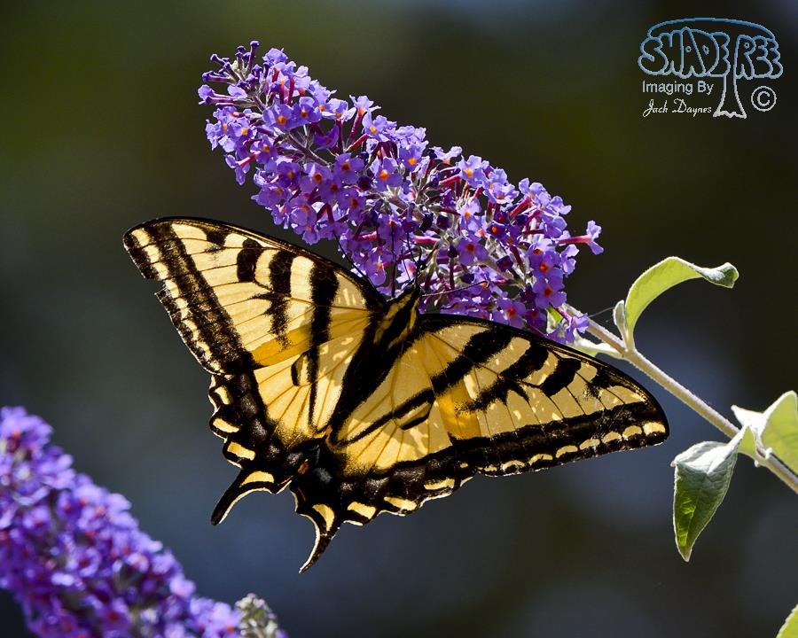 Western Tiger Swallowtail - Papilio rutulus