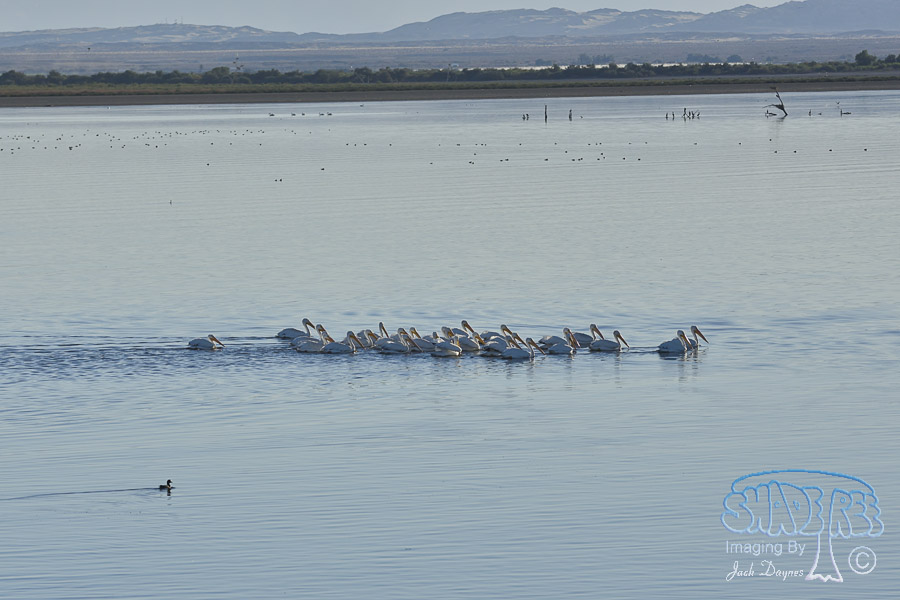 American White Pelican - Pelecanus erythrorhynchos