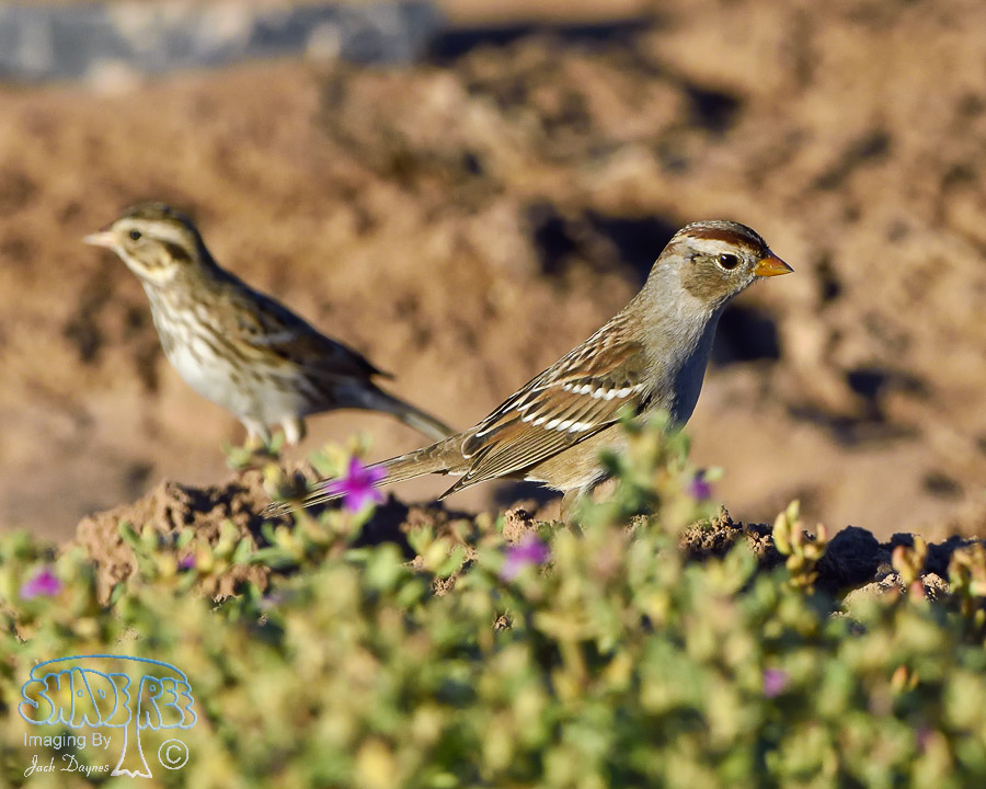 White-Crowned Sparrow - Zonotrichia leucophrys