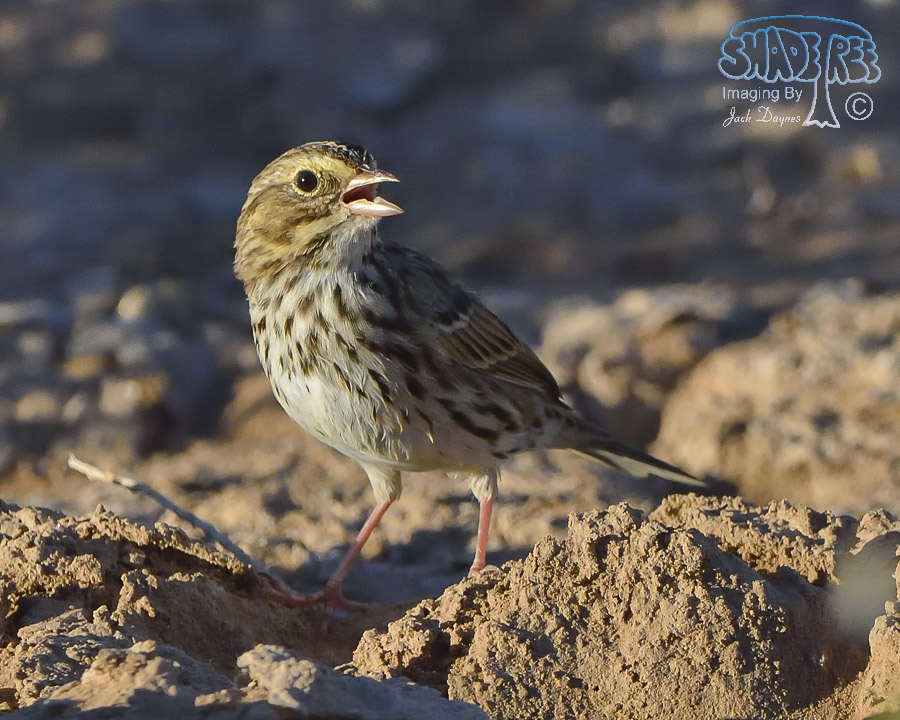 Savannah Sparrow - Passerculus sandwichensis