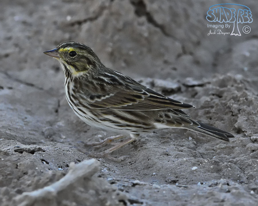 Savannah Sparrow - Passerculus sandwichensis