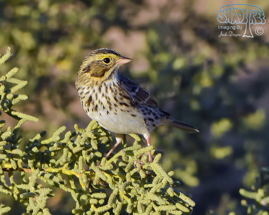 Savannah Sparrow - Passerculus sandwichensis