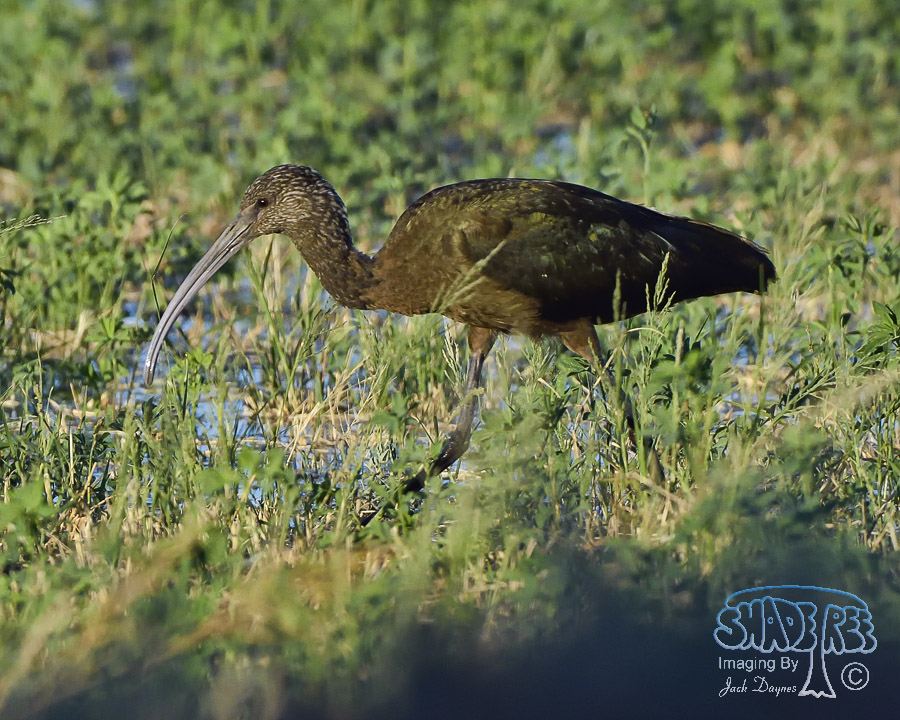 White-Faced Ibis - Plegadis chihi