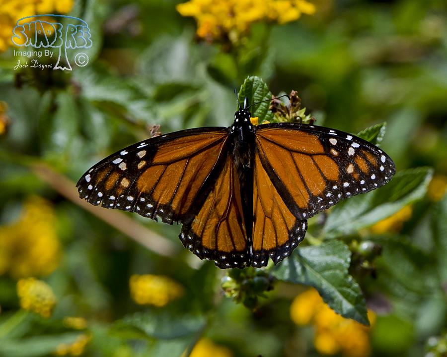 Monarch Butterfly - Danaus plexippus
