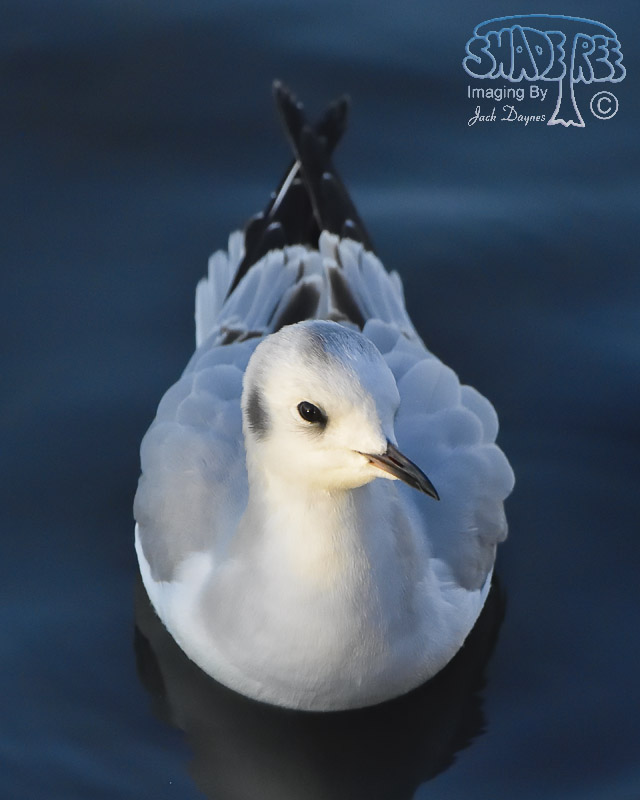 Bonaparte's Gull - Chroicocephalus philadelphia
