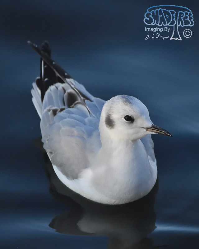 Bonaparte's Gull - Chroicocephalus philadelphia