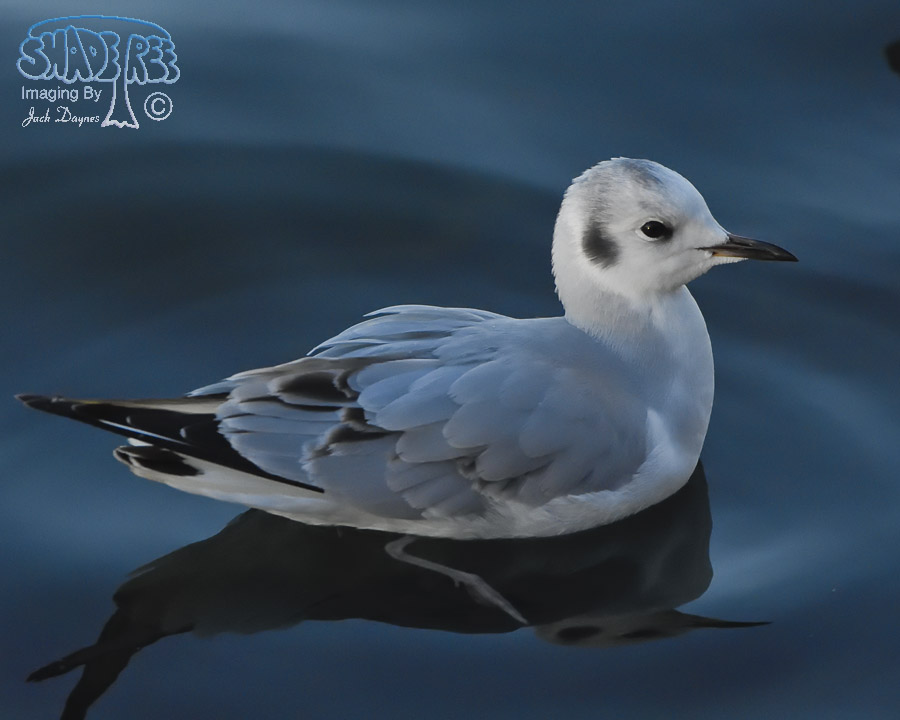 Bonaparte's Gull - Chroicocephalus philadelphia