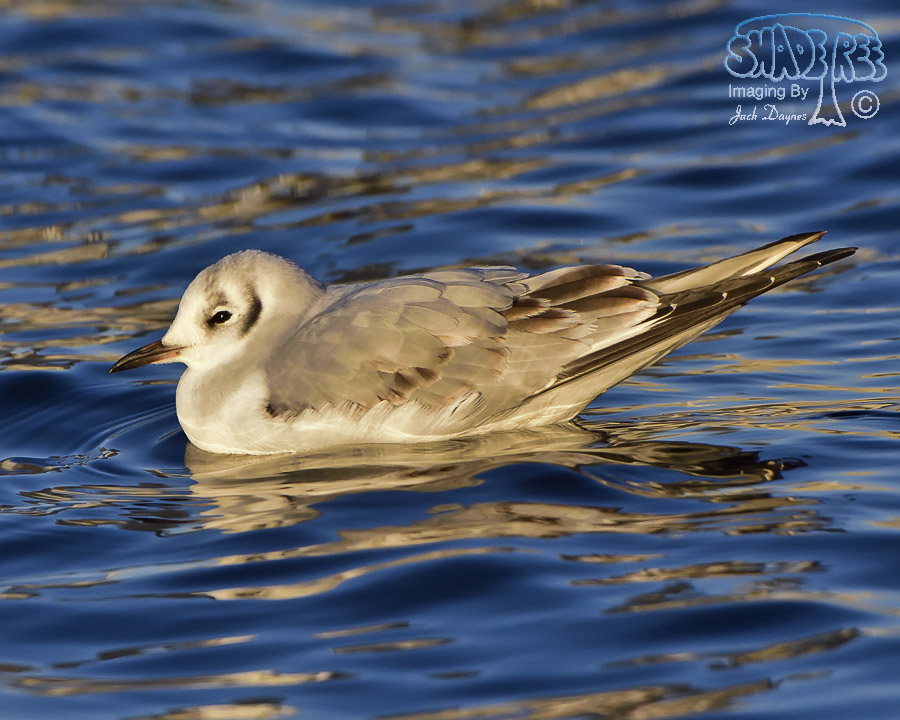 Bonaparte's Gull - Chroicocephalus philadelphia