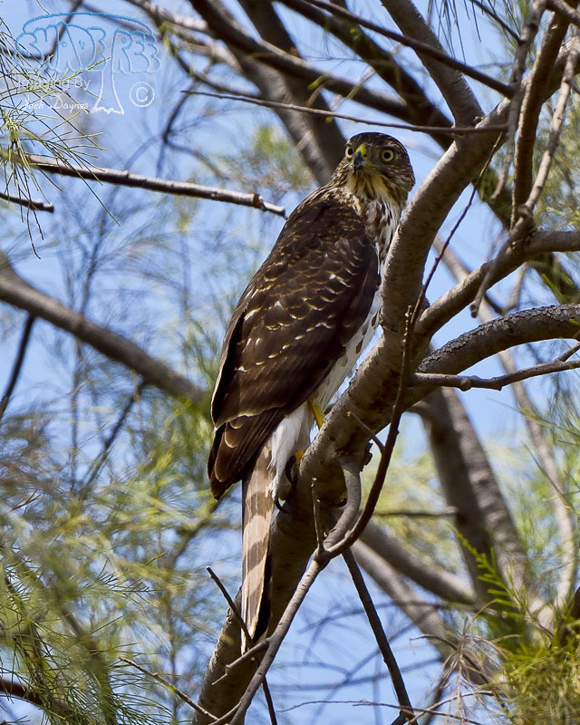 Cooper's Hawk - Accipiter cooperii