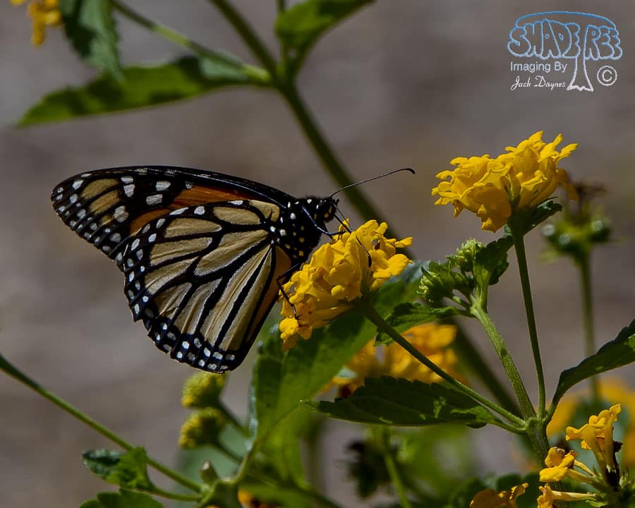 Viceroy Butterfly - Limenitis archippus