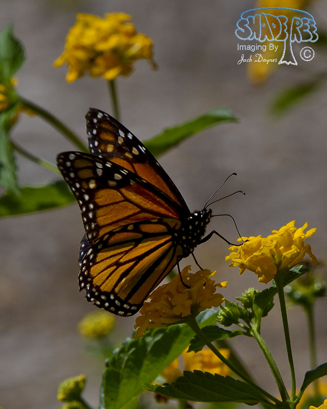 Monarch Butterfly - Danaus plexippus