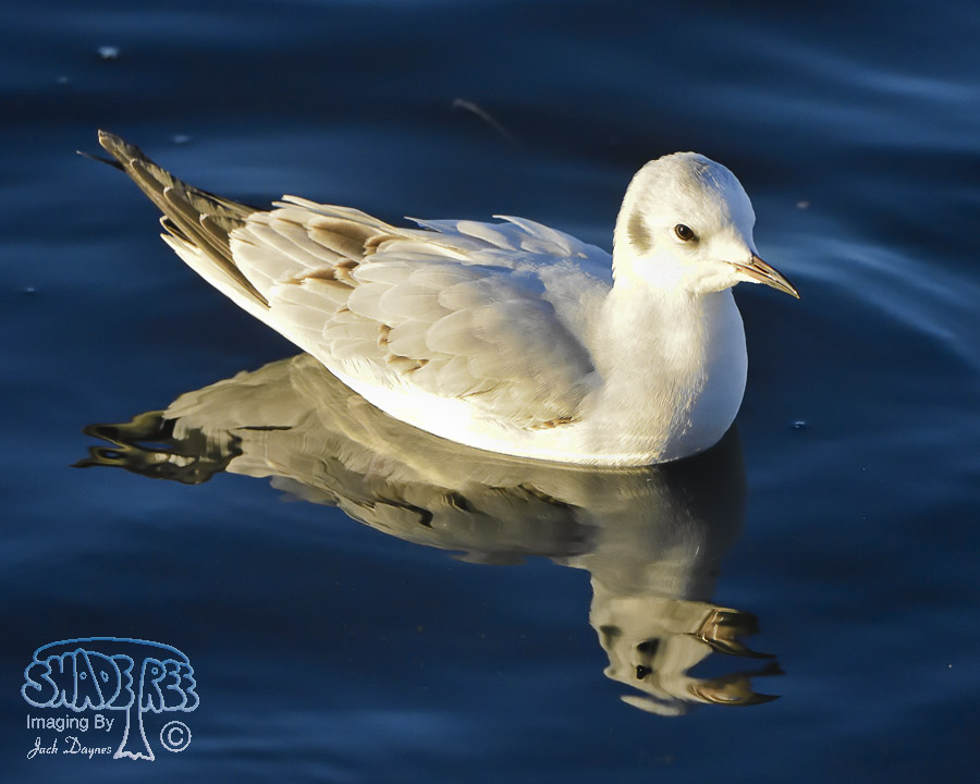 Bonaparte's Gull - Chroicocephalus philadelphia