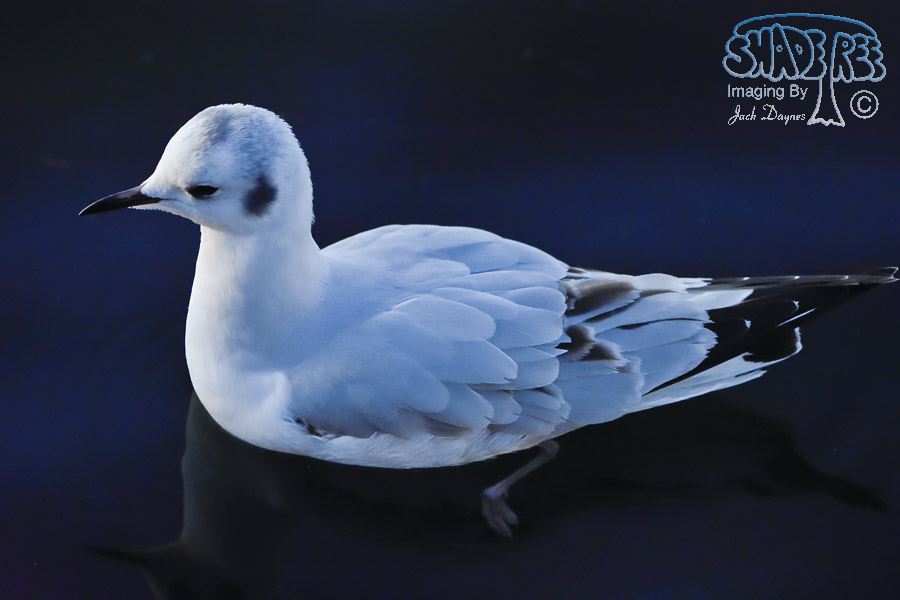 Bonaparte's Gull - Chroicocephalus philadelphia
