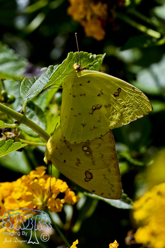 Orange Sulphur Butterfly - Colias eurytheme