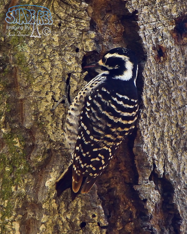 NuttallsWoodpecker - Picoides nuttallii