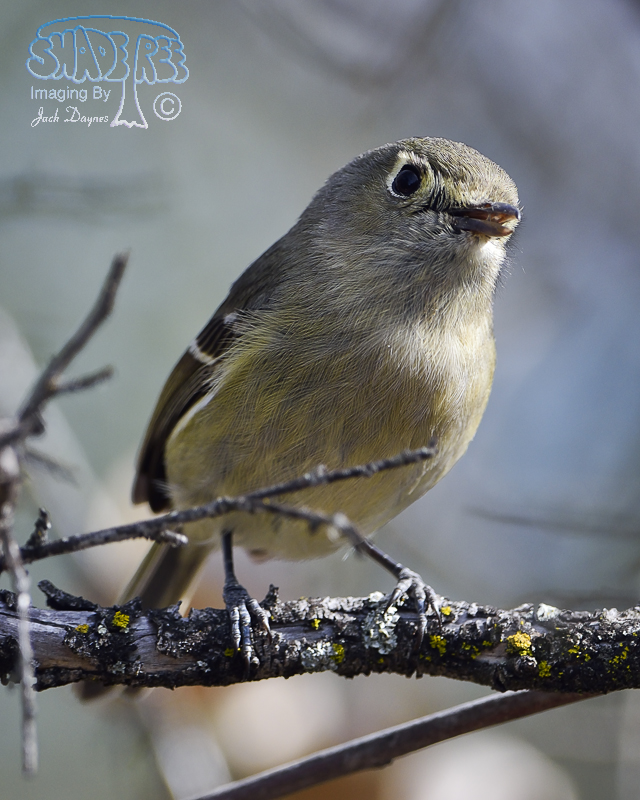 Hutton's Vireo - Vireo huttoni