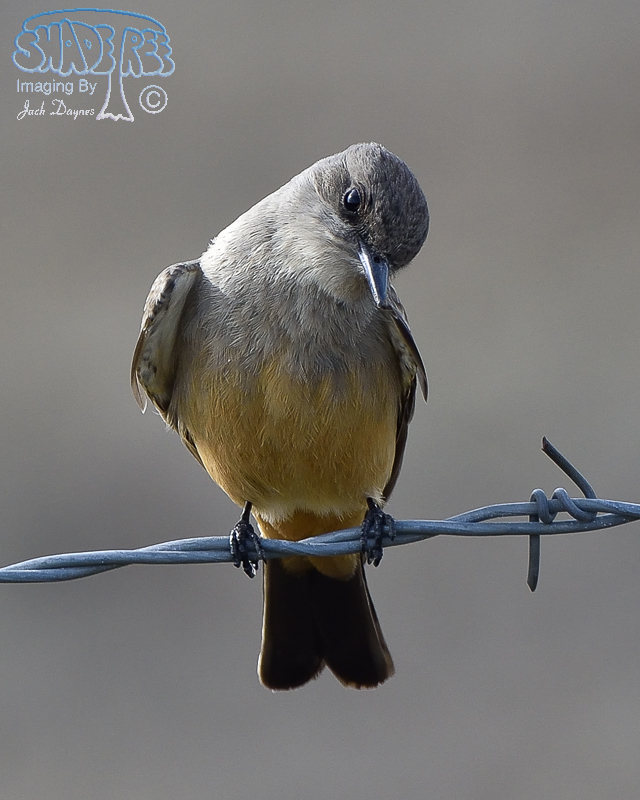 Say's Phoebe - Sayornis saya