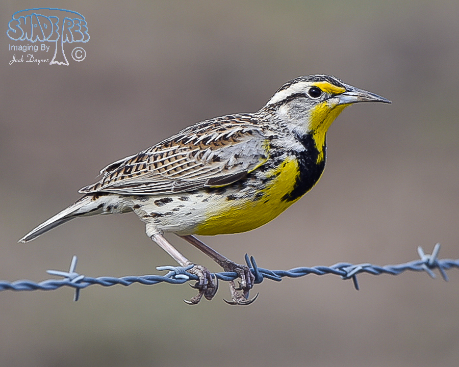 Western Meadowlark - Sturnella neglecta