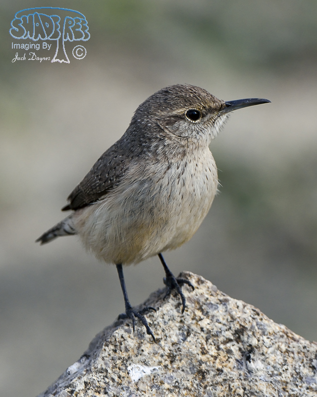 Rock Wren - Salpinctes obsoletus