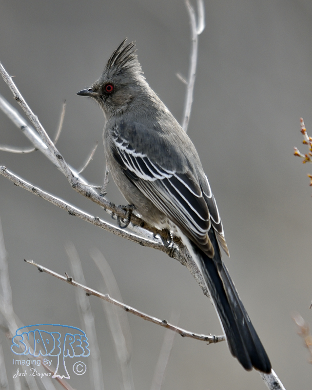 Phainopepla - Phainopepla nitens