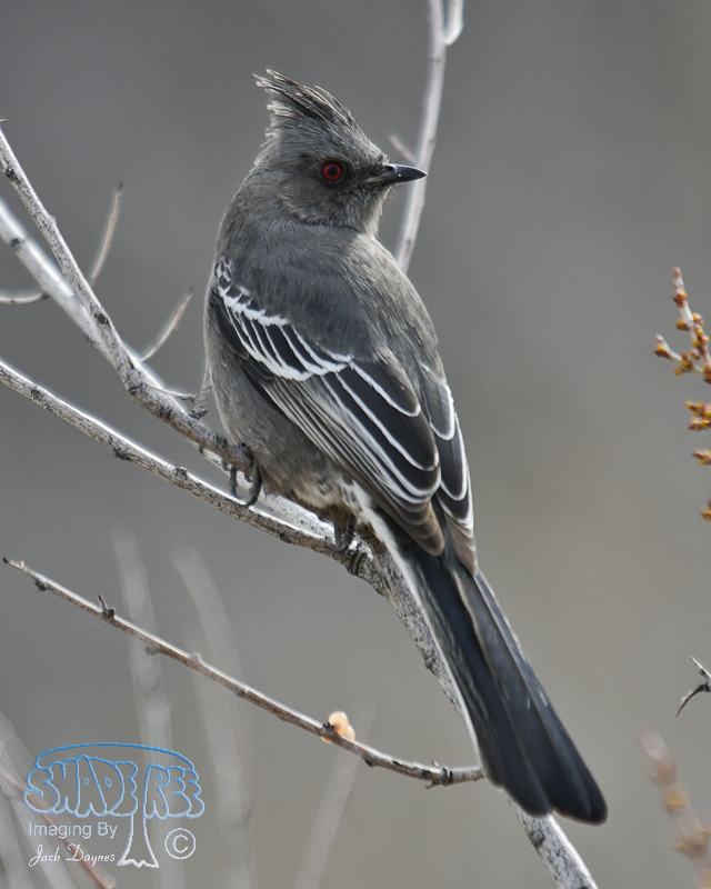 Phainopepla - Phainopepla nitens