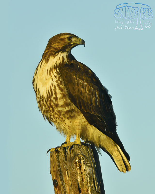 Red-Tailed Hawk - Buteo jamaicensis