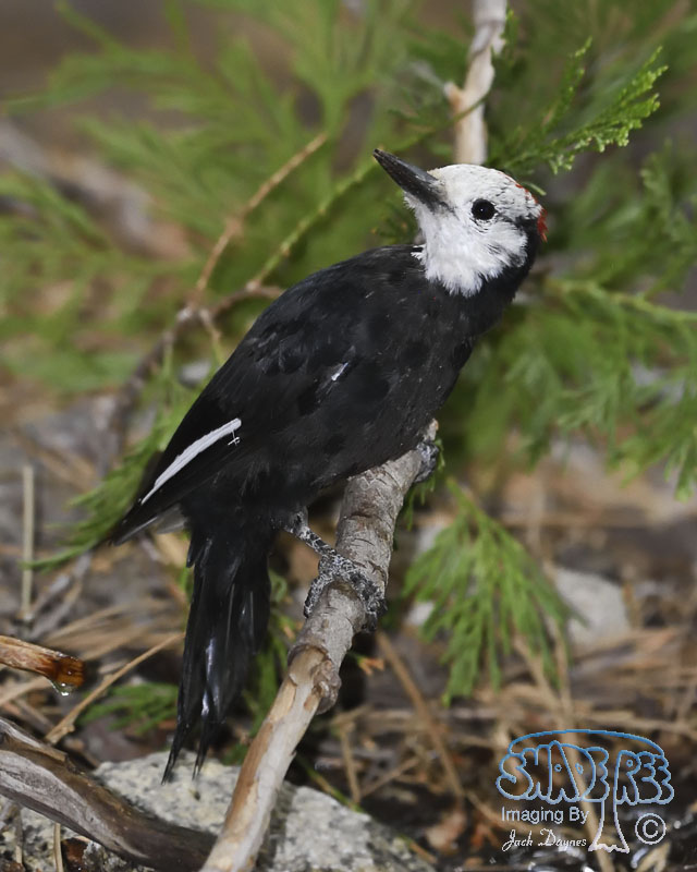 White-Headed Woodpecker - Leuconotopicus albolarvatus