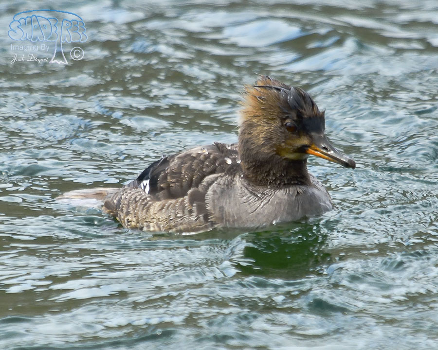 Hooded Merganser - Lophodytes cucullatus