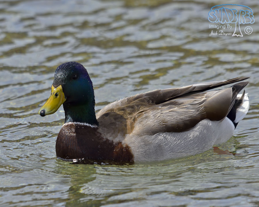 Mallard - Anas platyrhynchos