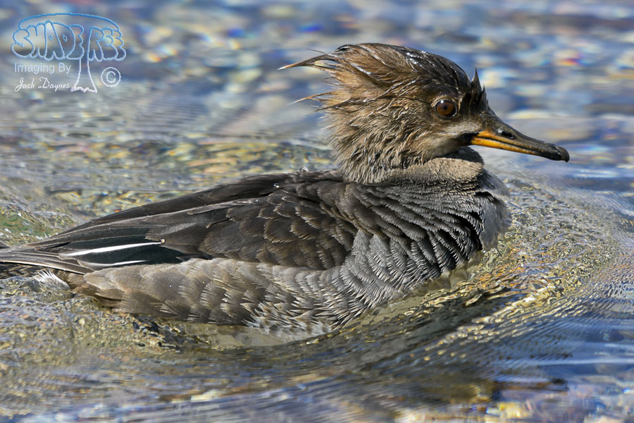 Hooded Merganser - Lophodytes cucullatus
