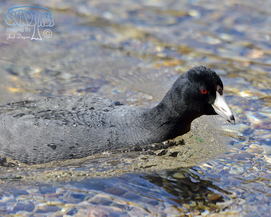 American Coot - Fulica americana