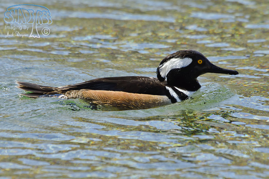 Hooded Merganser - Lophodytes cucullatus