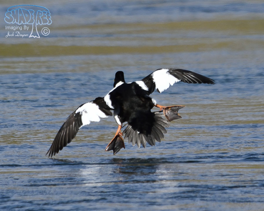 Common Goldeneye - Bucephala clangula