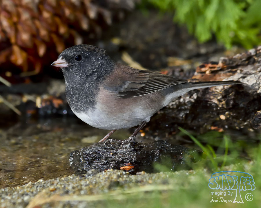 Dark-Eyed Junco - Junco hyemalis