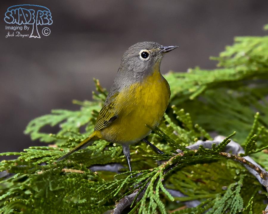 Nashville Warbler - Leiothlypis ruficapilla