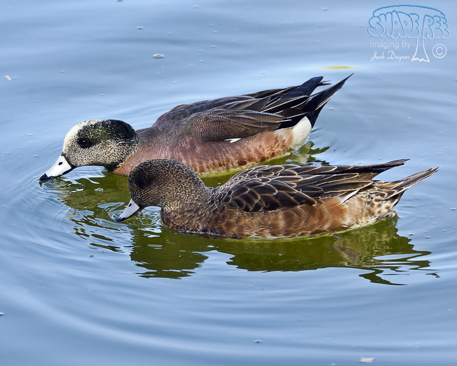 American Wigeon - Mareca americana
