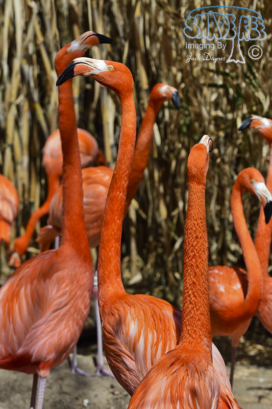 Caribbean Flamingo - Phoenicopterus ruber